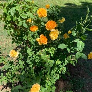 Meet your Posher, Selina